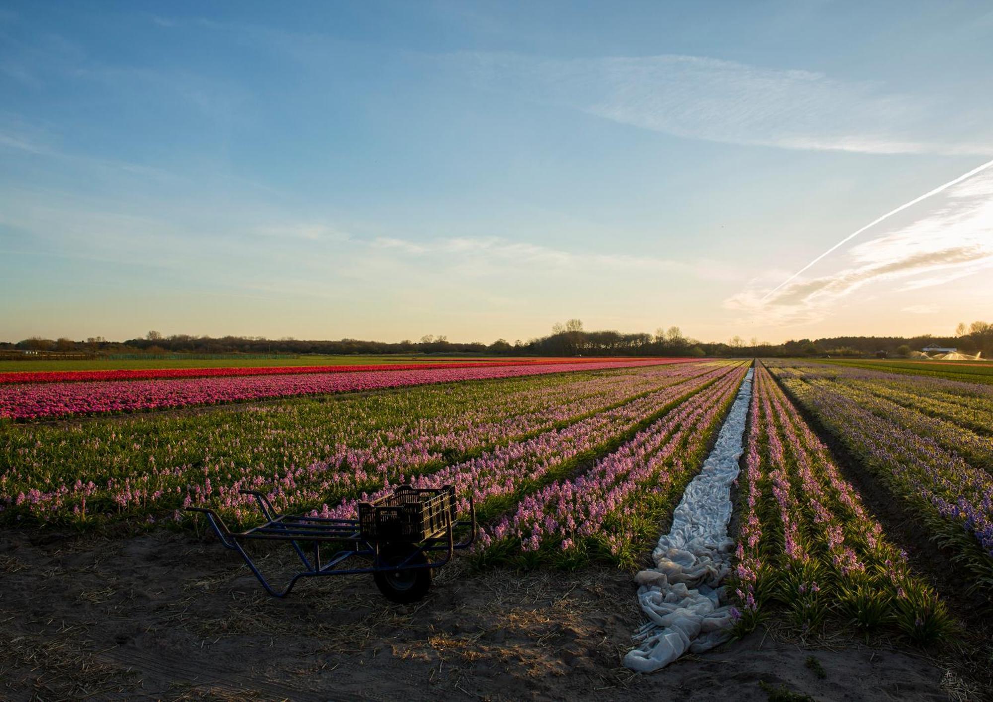 Dw Castricum Hotel Bagian luar foto